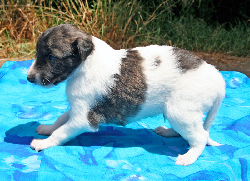Surf Spots - Boy 2 Stretch
